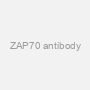 ZAP70 antibody